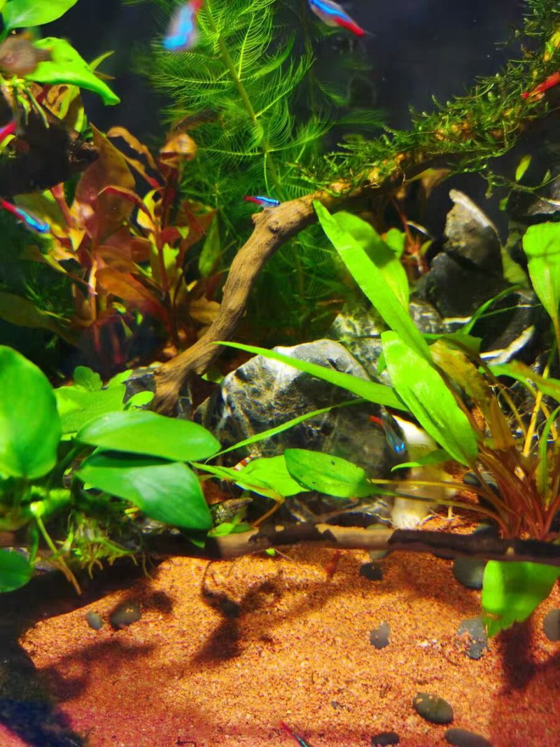 水草造景鱼缸水族箱布景中后景活体淡水真水草绿菊蜈蚣草