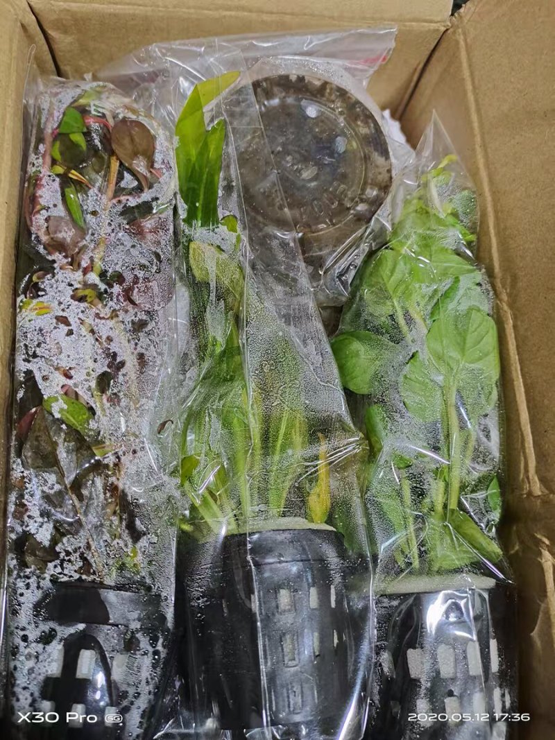水草造景鱼缸水族箱布景中后景活体淡水真水草绿菊蜈蚣草