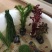 水草造景鱼缸水族箱布景中后景活体淡水真水草绿菊蜈蚣草