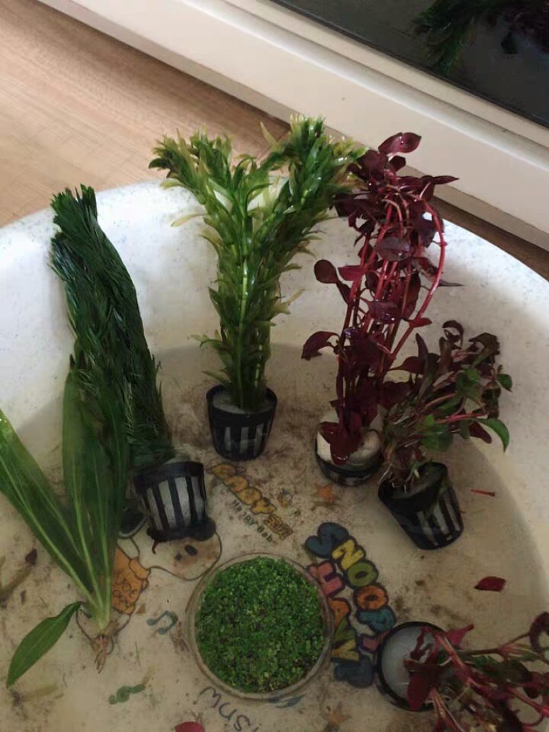 水草造景鱼缸水族箱布景中后景活体淡水真水草绿菊蜈蚣草