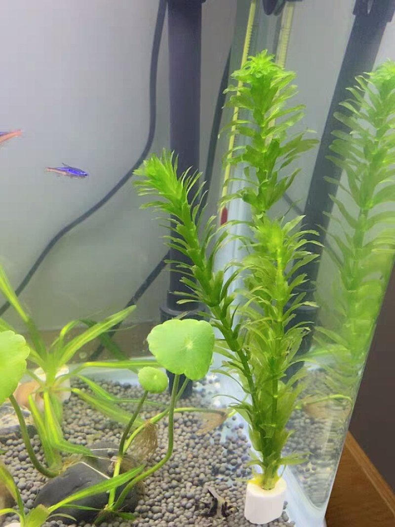 水草造景鱼缸水族箱布景中后景活体淡水真水草绿菊蜈蚣草