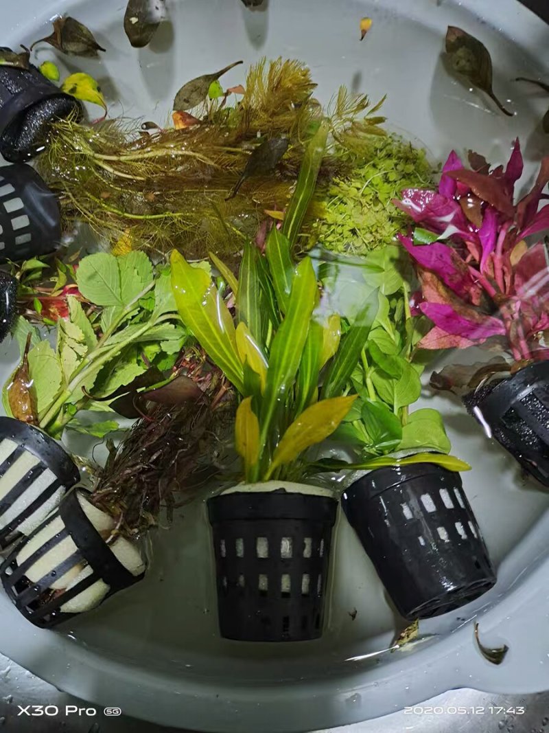 水草造景鱼缸水族箱布景中后景活体淡水真水草绿菊蜈蚣草
