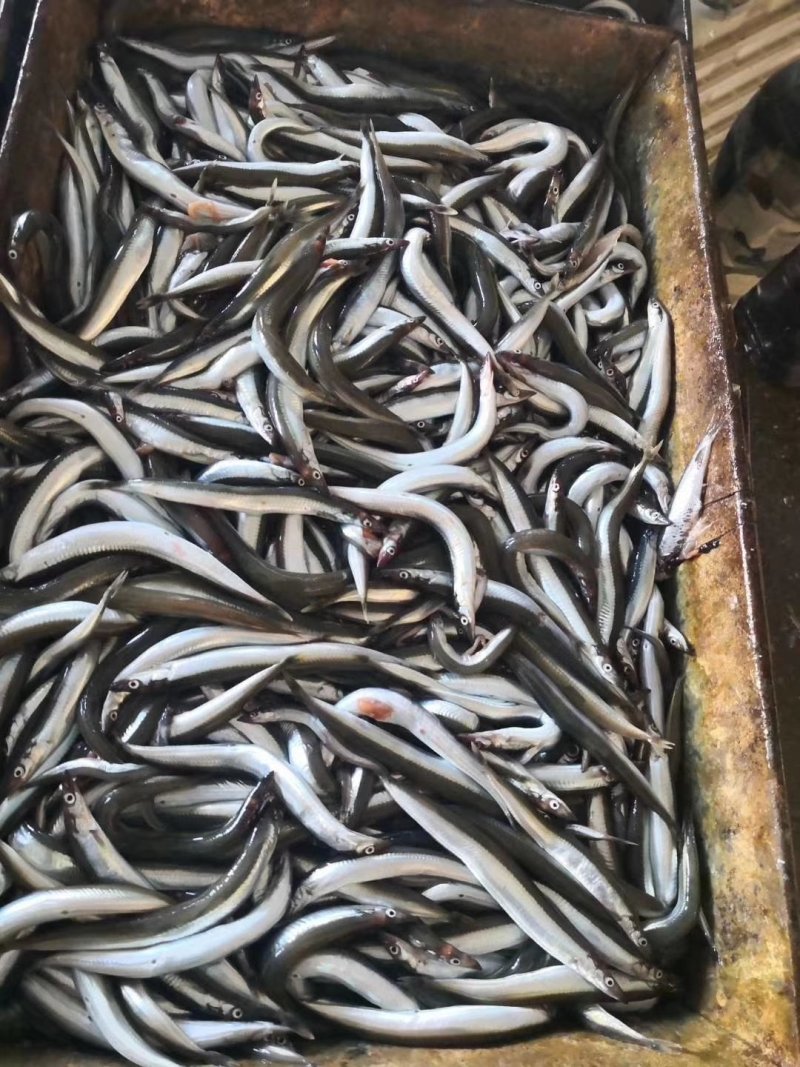 沙里钻饵料鱼也可以食用