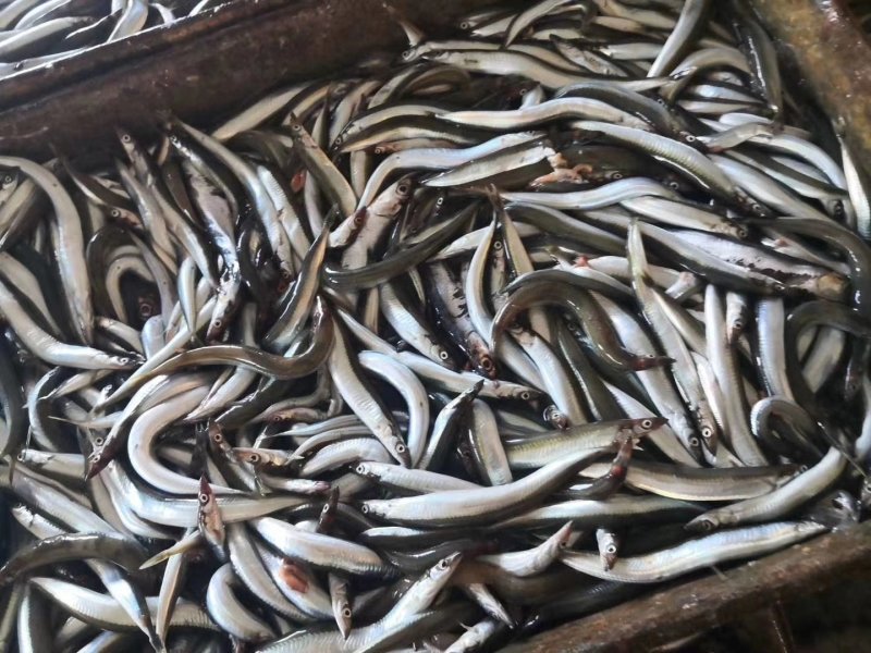 沙里钻饵料鱼也可以食用
