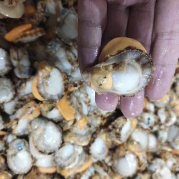 扇贝肉全规格可以加工贴牌