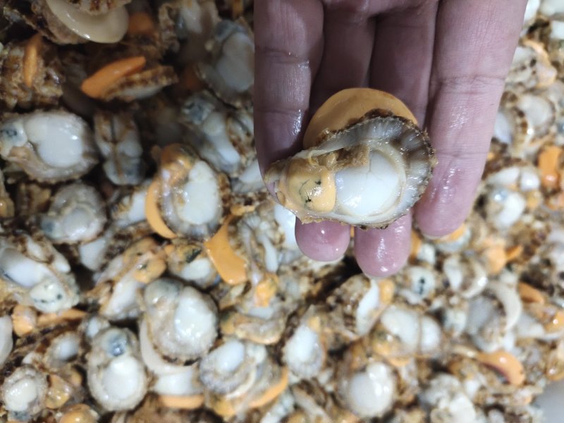 扇贝肉全规格可以加工贴牌