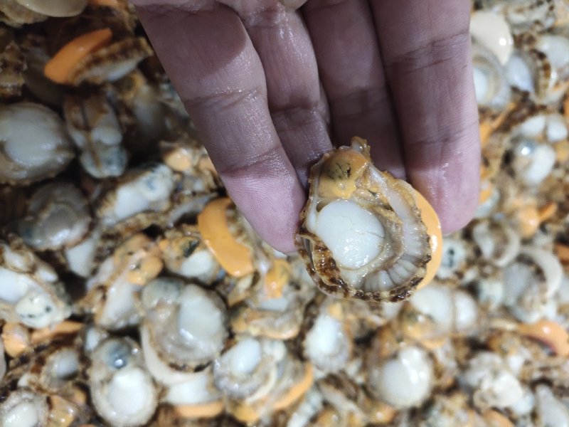 扇贝肉全规格可以加工贴牌