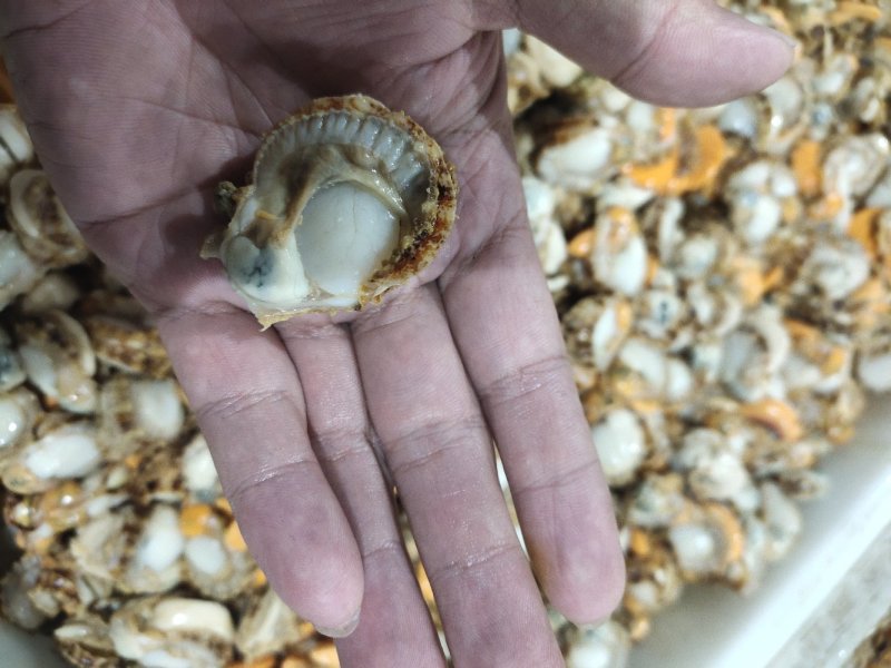 扇贝肉全规格可以加工贴牌