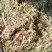 野生翻白草，血糖的克星，沂蒙山区里的特产产地直销