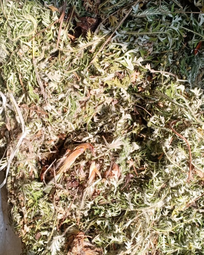野生翻白草，血糖的克星，沂蒙山区里的特产产地直销