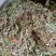 野生翻白草，血糖的克星，沂蒙山区里的特产产地直销