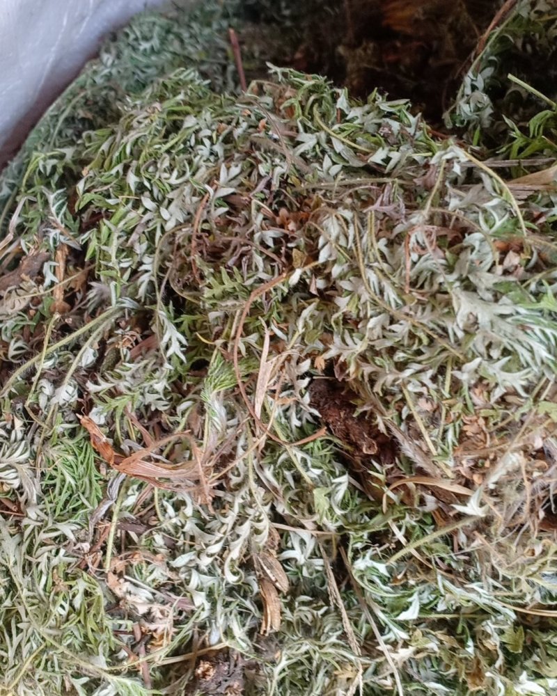 野生翻白草，血糖的克星，沂蒙山区里的特产产地直销