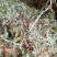 野生翻白草，血糖的克星，沂蒙山区里的特产产地直销