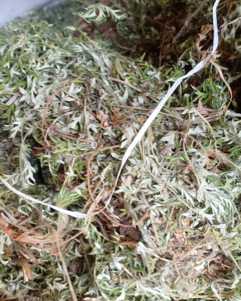 野生翻白草，血糖的克星，沂蒙山区里的特产产地直销