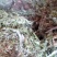 野生翻白草，血糖的克星，沂蒙山区里的特产产地直销