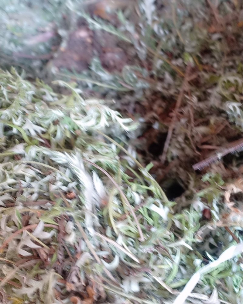 野生翻白草，血糖的克星，沂蒙山区里的特产产地直销