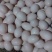 鸽子