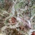 野生翻白草，血糖的克星，沂蒙山区里的特产产地直销