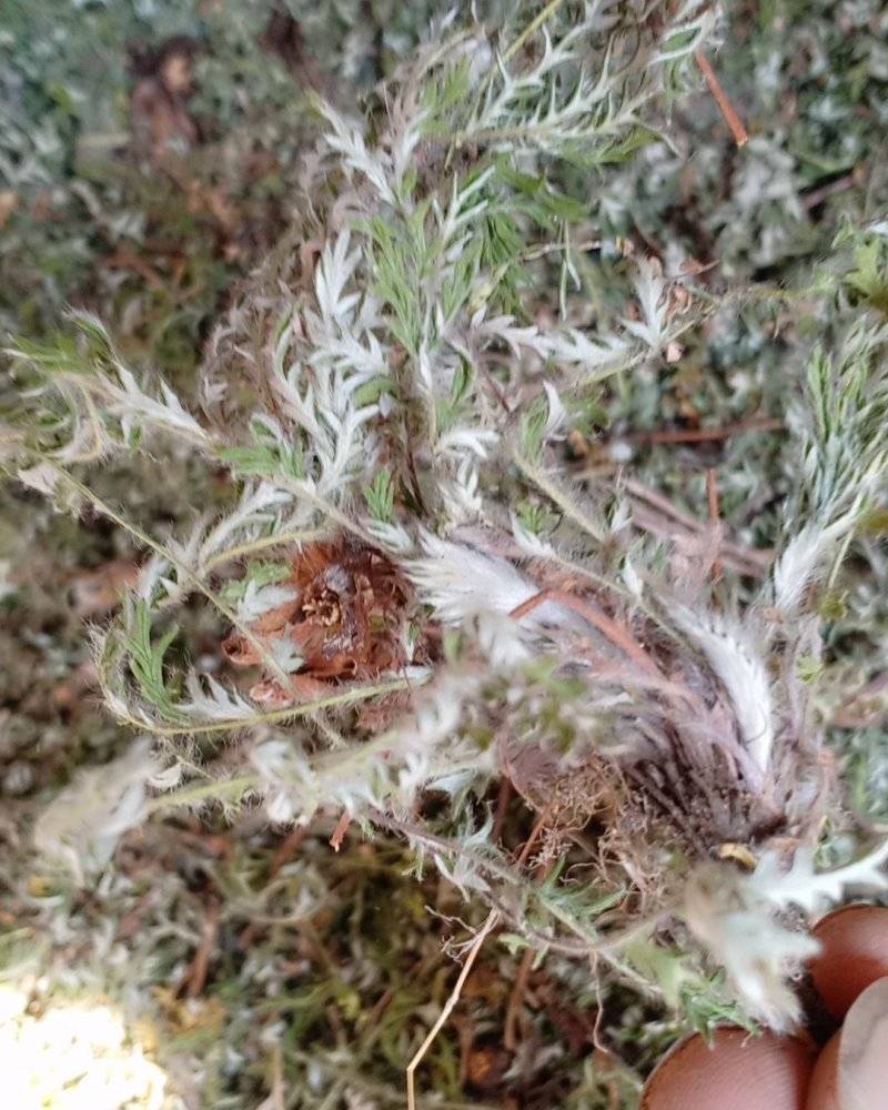野生翻白草，血糖的克星，沂蒙山区里的特产产地直销