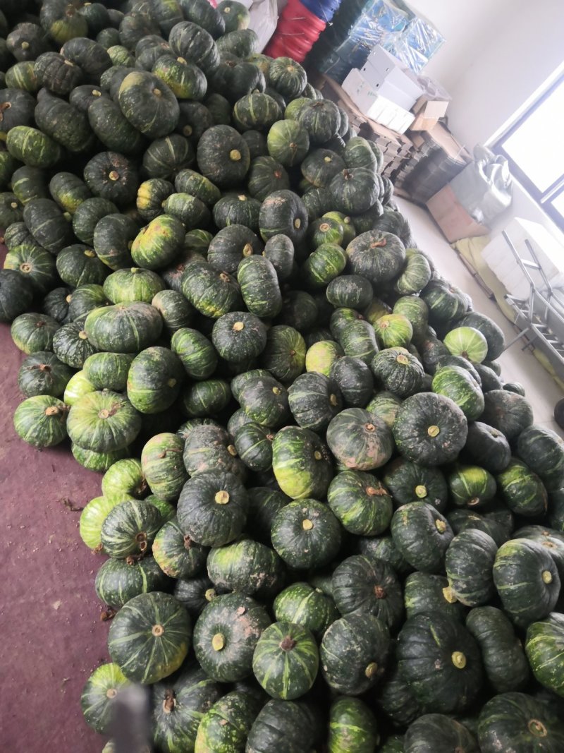 华卅区一品香板粟南瓜上市欢迎各地客商前来看货订购谢谢大家