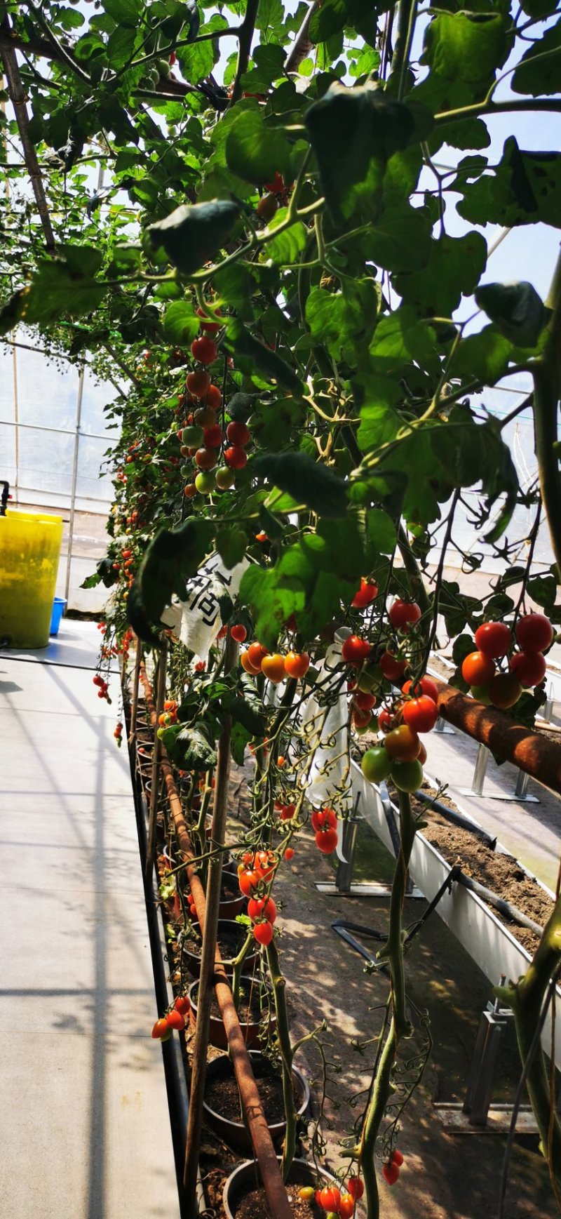无土栽培栽培基质无土栽培盆栽蔬菜营养土