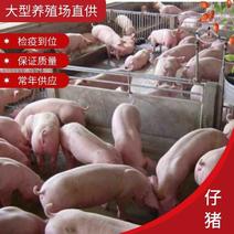 仔猪养殖场直供检疫到位品种优良三元长白杜洛克全国发货