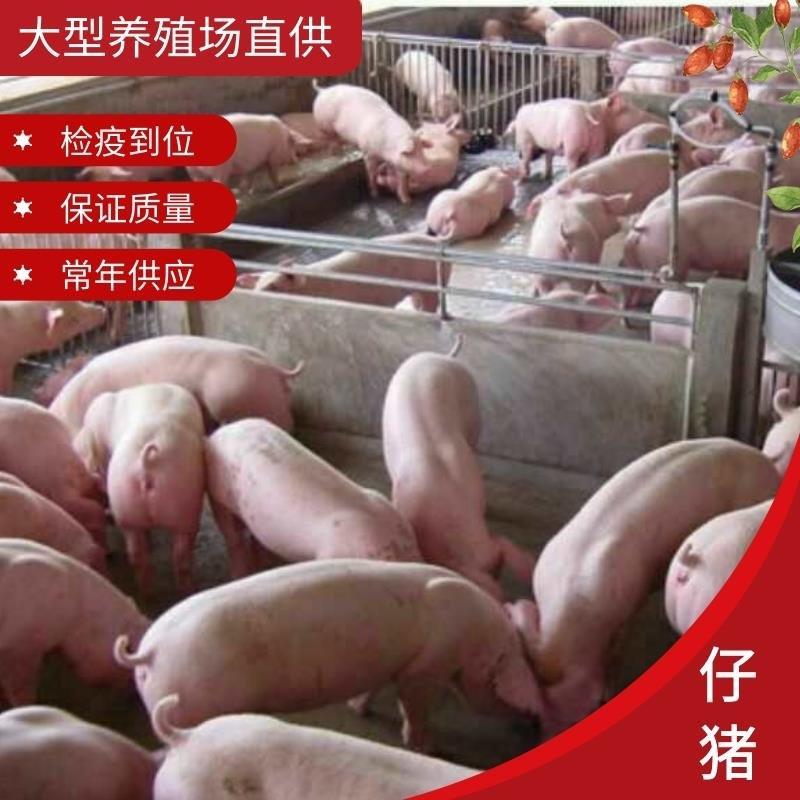 仔猪养殖场直供检疫到位品种优良三元长白杜洛克全国发货