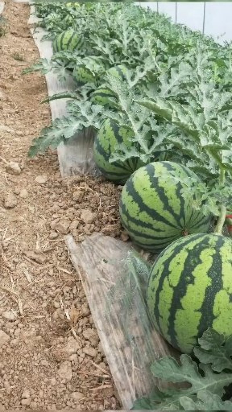 精品美都无籽西瓜皮薄口感好甜度高糖分14左右