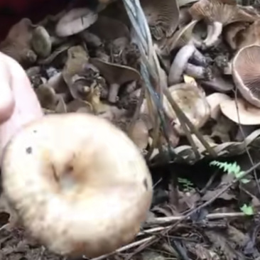 野生寒菌