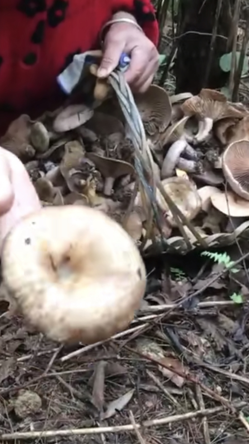 野生寒菌