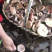 野生寒菌