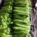 供应各种新鲜蔬菜、净菜加工配送