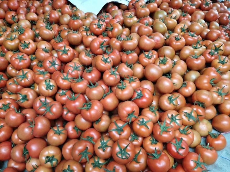 供应各种新鲜蔬菜、净菜加工配送