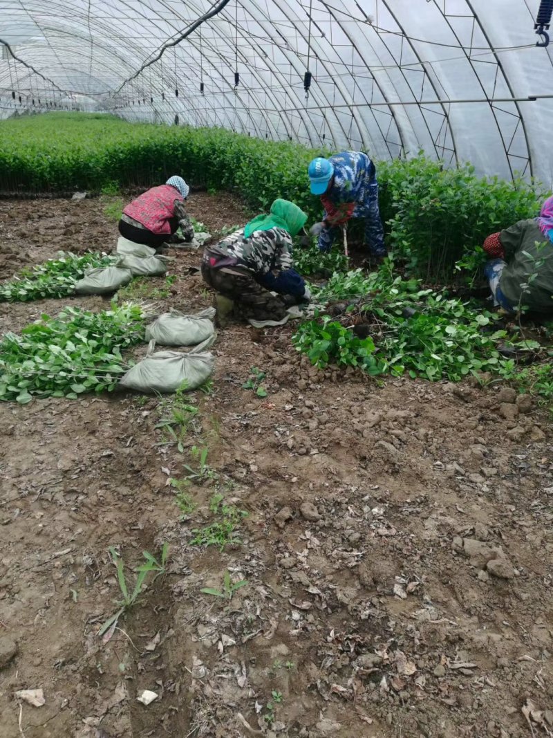 黑果花楸杯苗