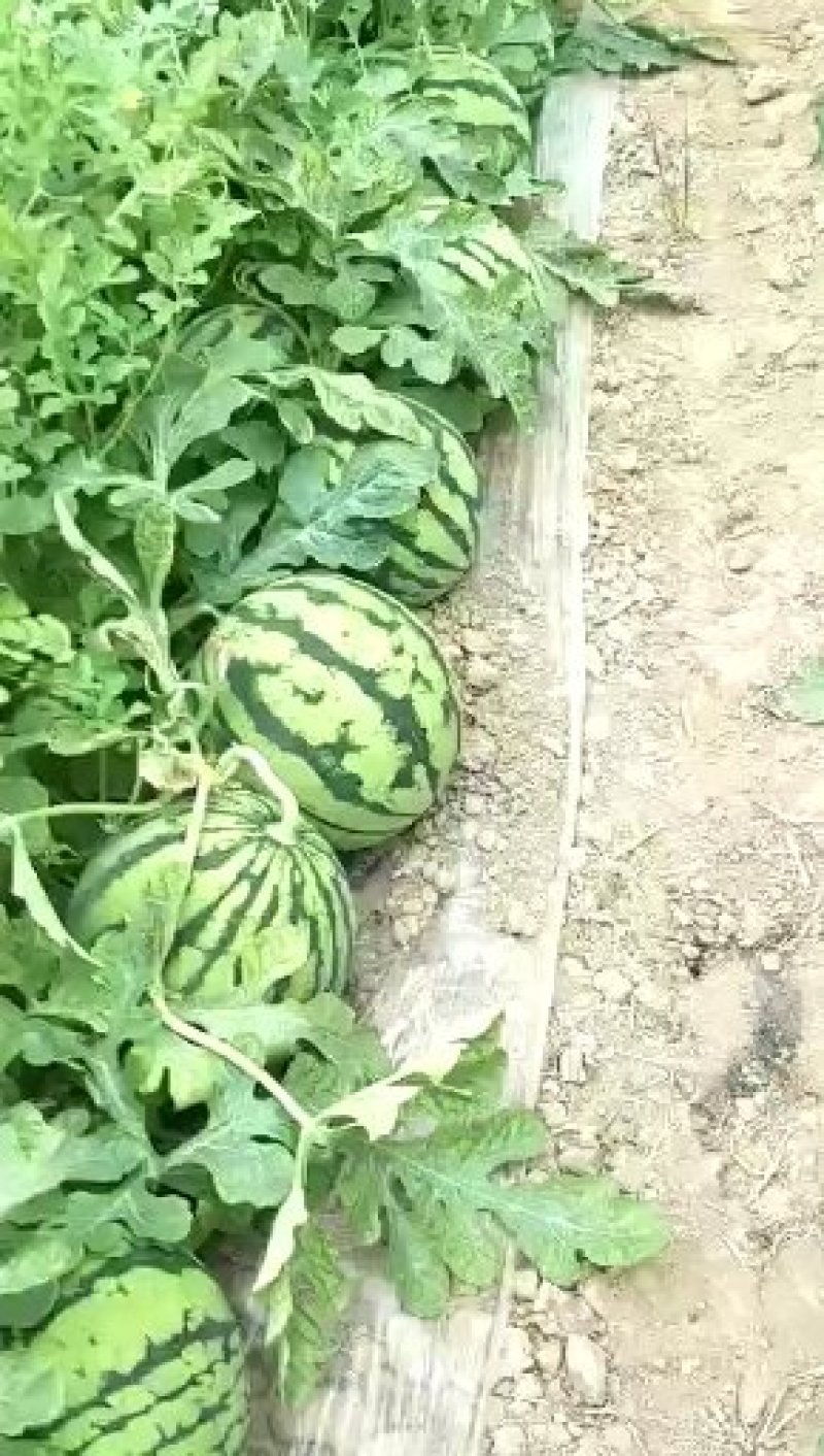 产地直发应季西瓜量大优惠