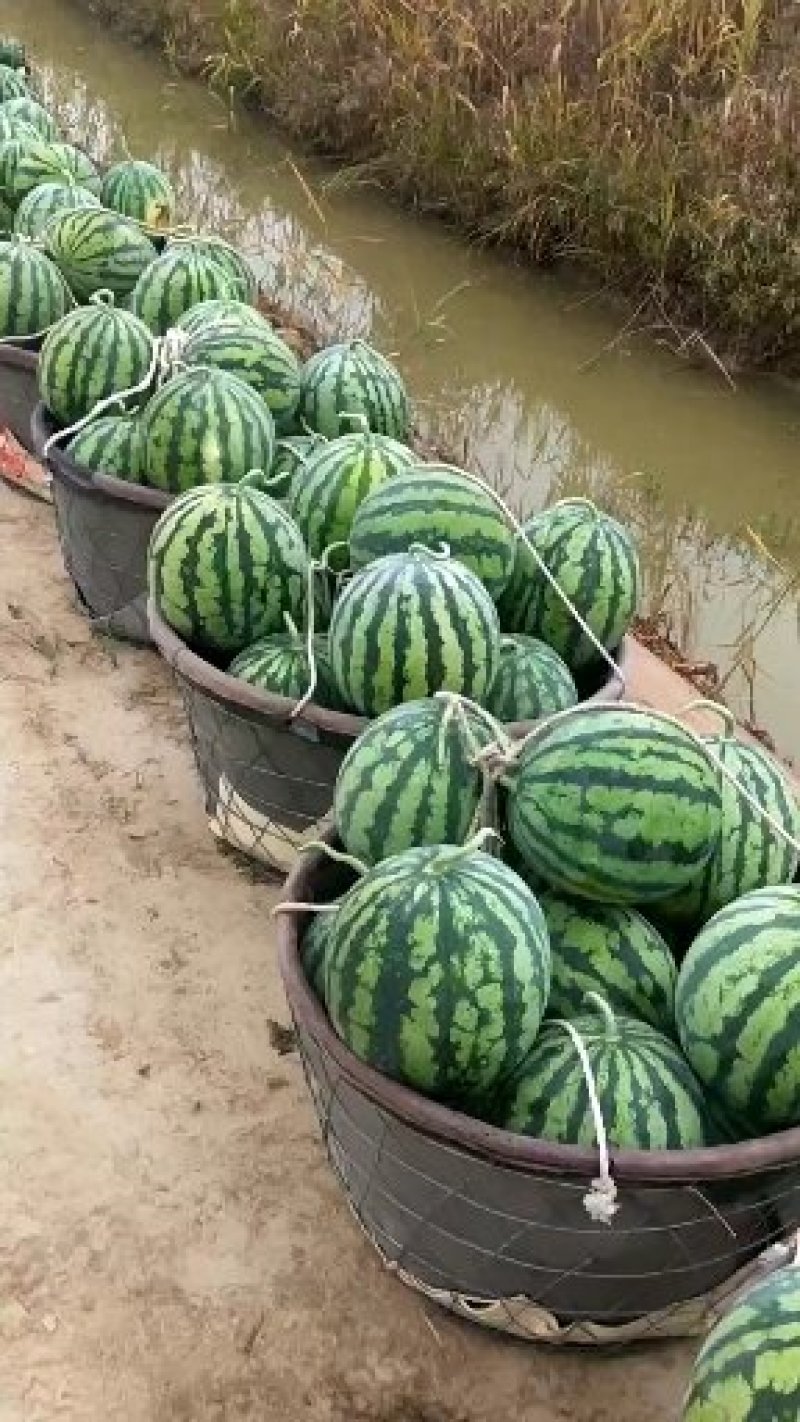 产地直发应季西瓜量大优惠