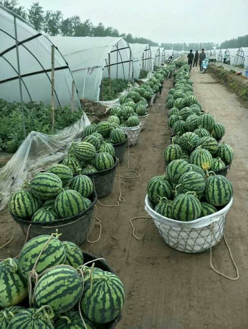 产地直发应季西瓜量大优惠