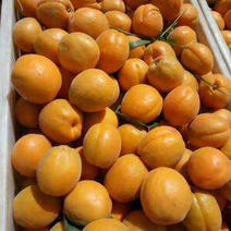 金太阳红杏，大量现货！欢迎实地采摘！