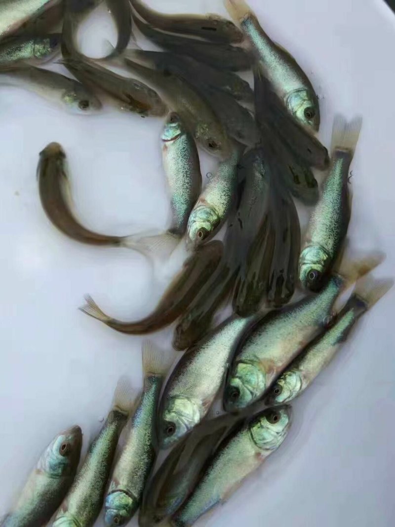 丁桂鱼苗丁岁鱼苗保质保量提供技术全国接单发货