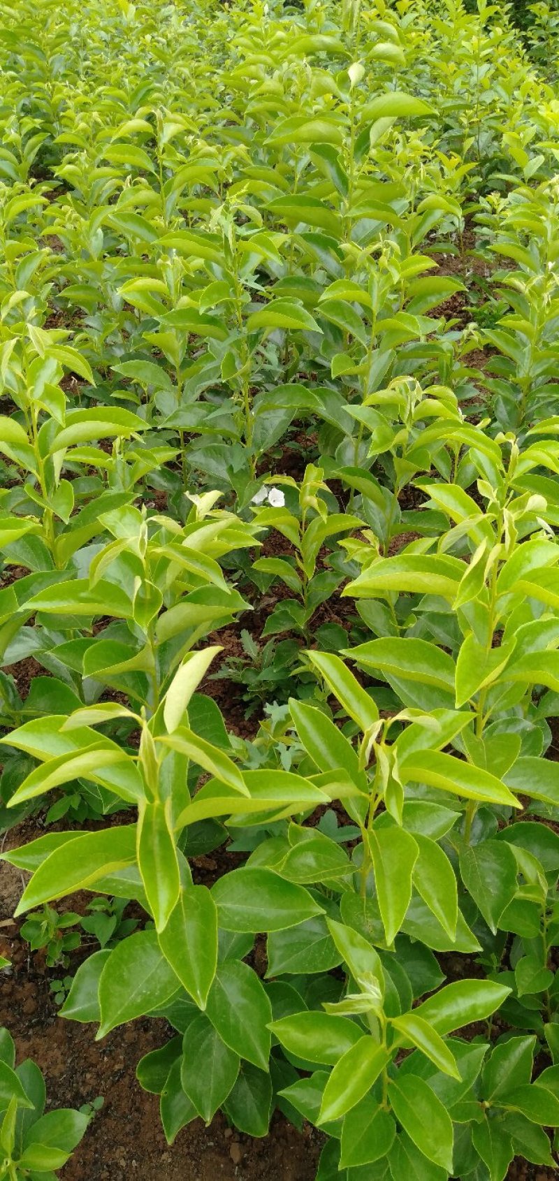 甜柿，脆柿，当年新苗，当天起苗当天发货。