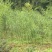 黄精/恩施本地多花不倒苗黄精