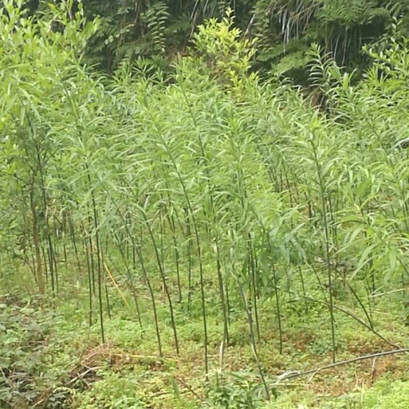 黄精/恩施本地多花不倒苗黄精