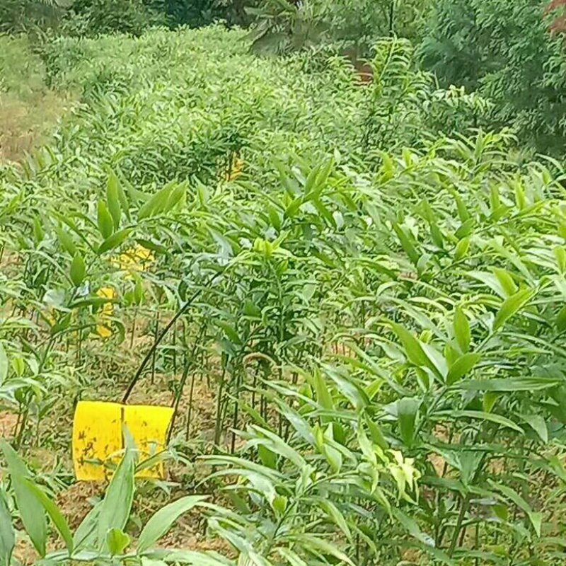 黄精/恩施本地多花不倒苗黄精