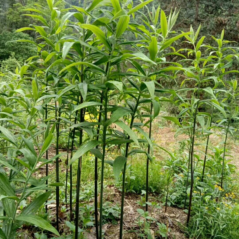 黄精/恩施本地多花不倒苗黄精