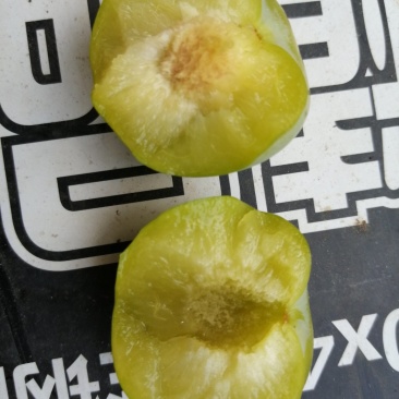 李子