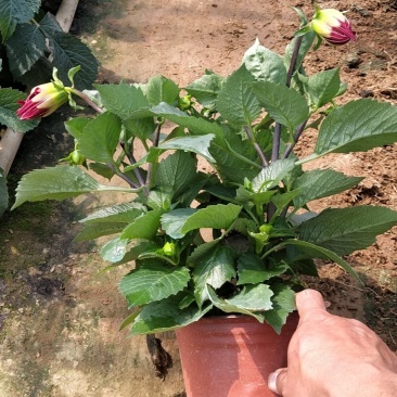 大丽花