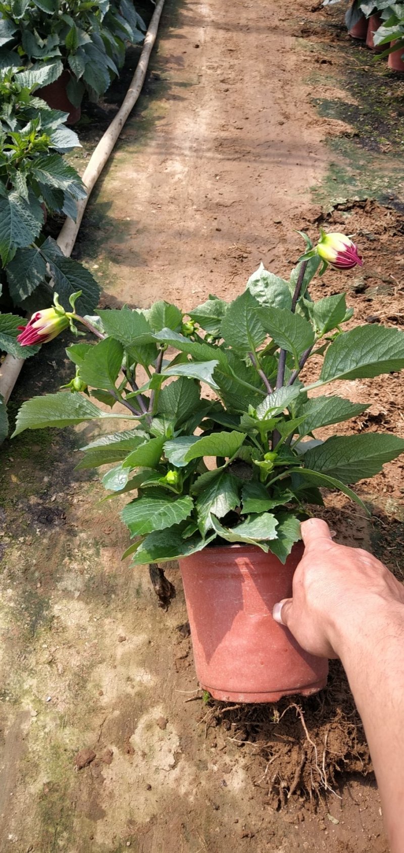 大丽花