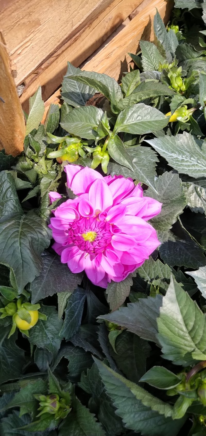 大丽花