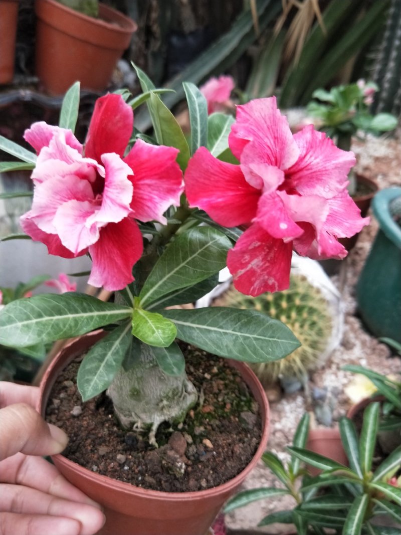 沙漠玫瑰夏天的花，花都是重辨，有红，粉，紫，黄，白颜色
