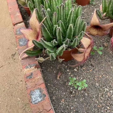 大花西角